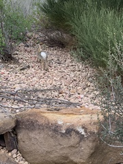 Sylvilagus nuttallii