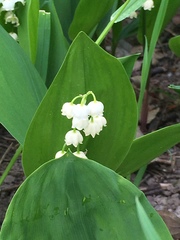 Convallaria