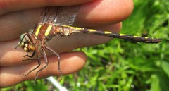 Cordulegaster bilineata