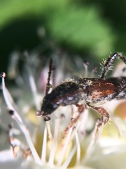 Molorchus longicollis