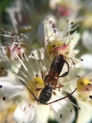 Molorchus longicollis