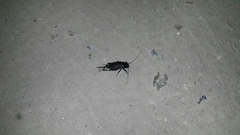 Gryllus bimaculatus