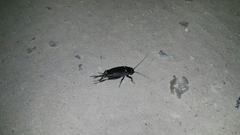 Gryllus bimaculatus