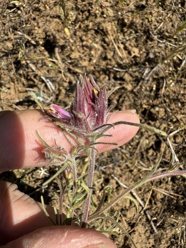 Image of Cordylanthus capitatus by no rights reserved