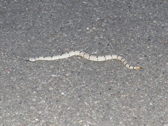Crotalus lepidus klauberi