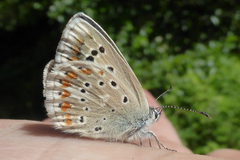 Polyommatus dorylas