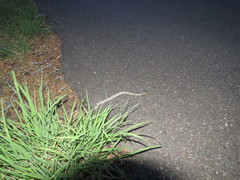 Crotalus lepidus klauberi