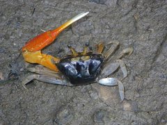 Tubuca coarctata
