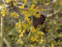 Satyrium esculi