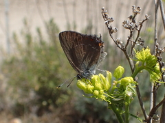 Satyrium esculi