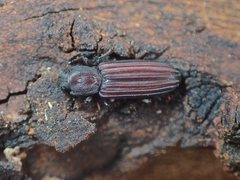 Bothrideridae