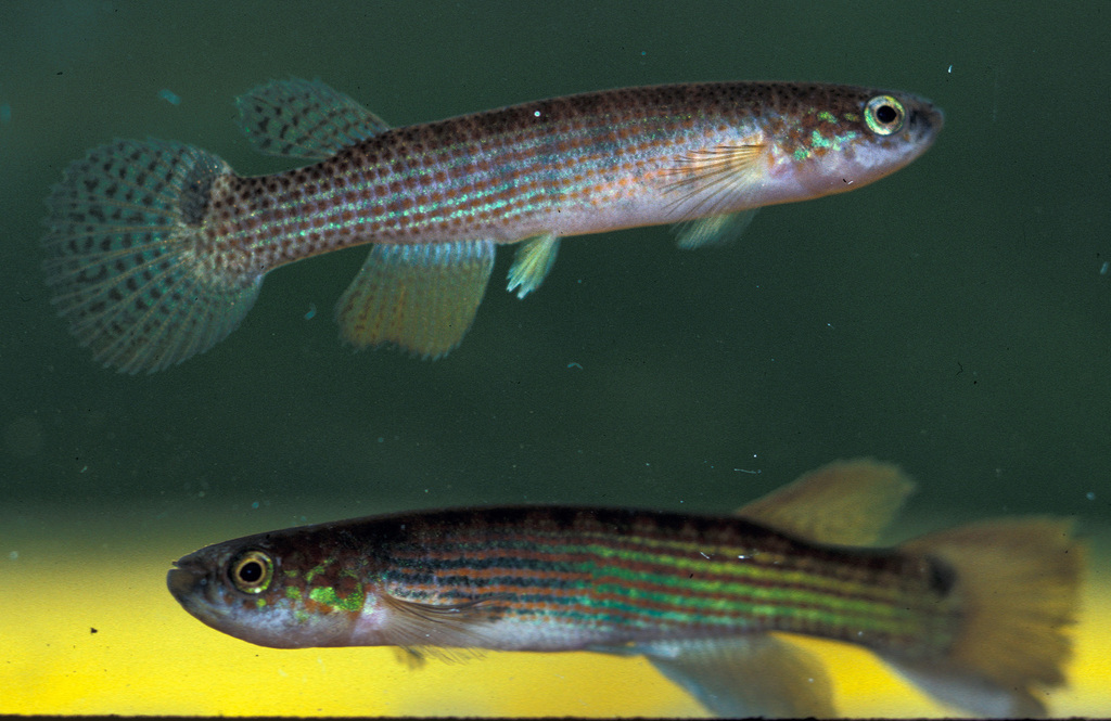 Tecmina killi (Laimosemion tecminae) — Rivulidae