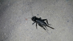 Gryllus bimaculatus
