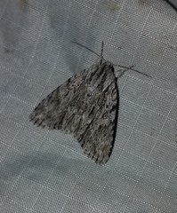 Acronicta longa
