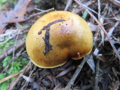 Cortinarius canarius