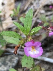 Diplacus torreyi