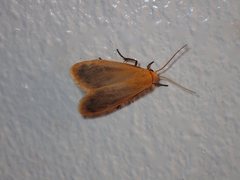 Symmetrodes sciocosma