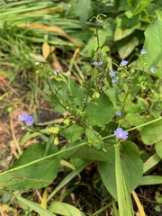 Brunnera macrophylla