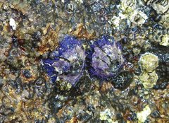 Austrobalanus imperator