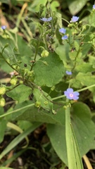 Brunnera macrophylla