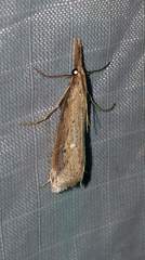 Donacaula melinellus