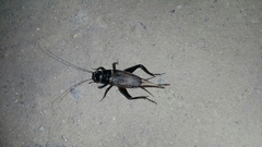 Gryllus bimaculatus