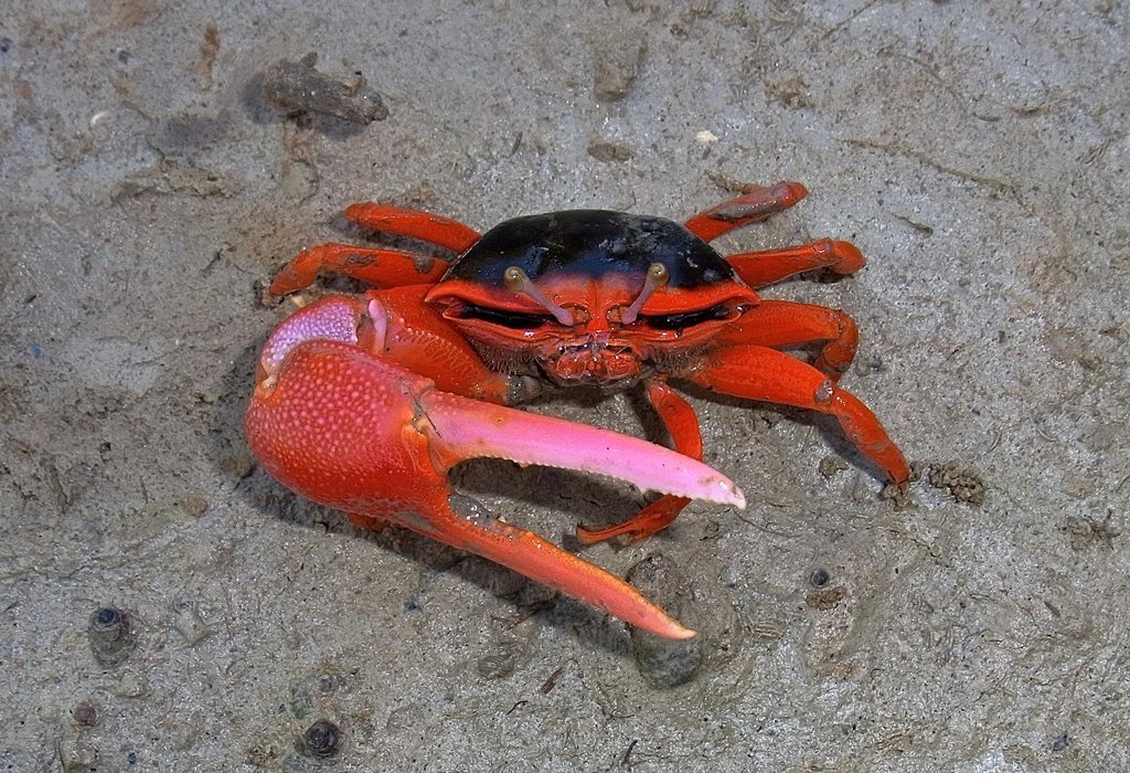 Flame-backed Fiddler Crab