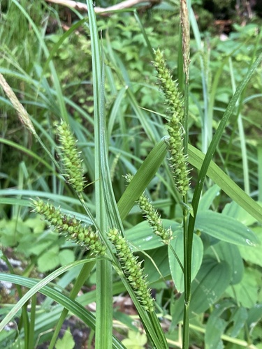 Image of Carex scabrata by (c) er-birds, some rights reserved (CC BY)