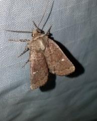 Pseudorthodes vecors