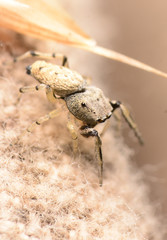 Zygoballus rufipes