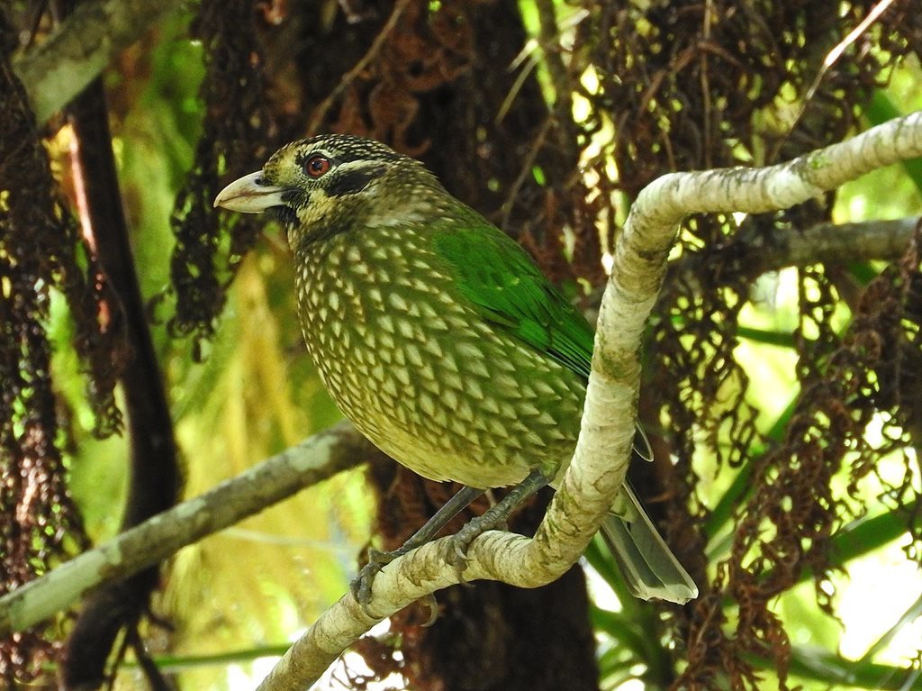 Arfak Catbird illustration