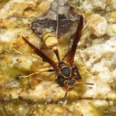 Mischocyttarus navajo