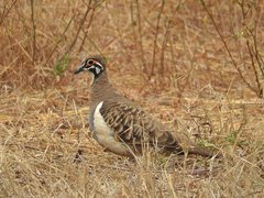 Geophaps scripta