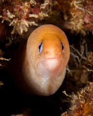 Gymnothorax melatremus