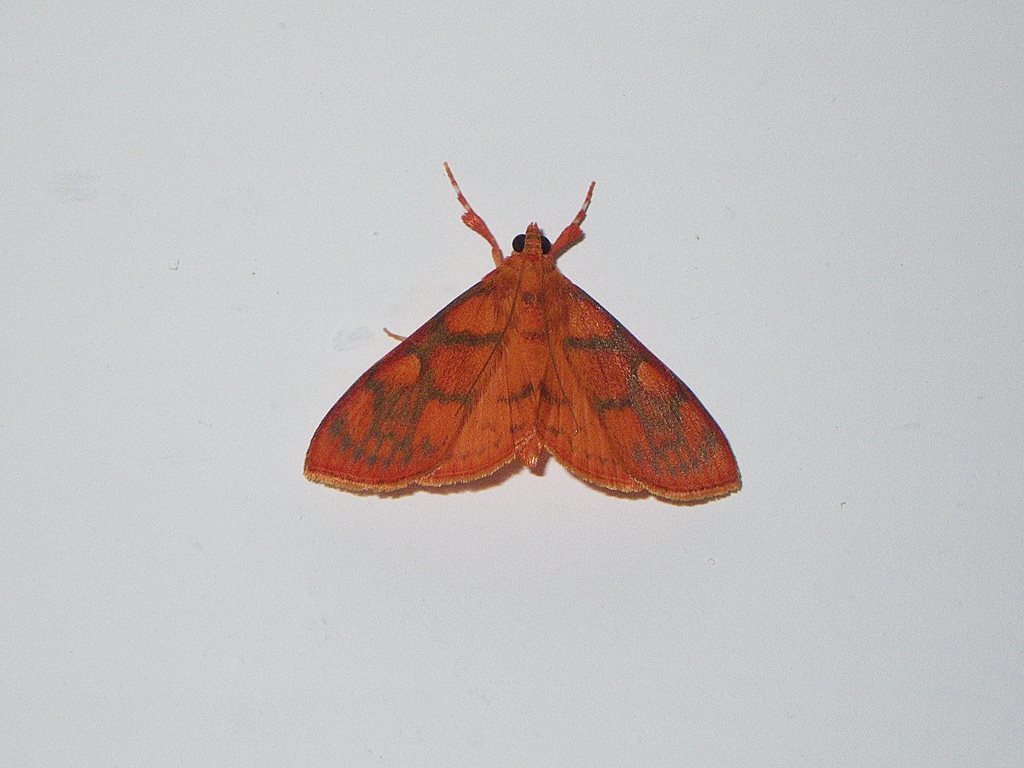 Hyalobathra minialis