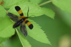 Calopteron reticulatum