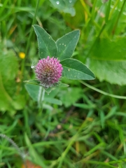 Trifolium pratense