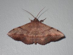 Anticarsia irrorata