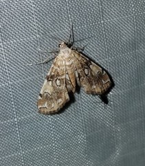 Elophila faulalis
