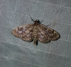 Anania coronata