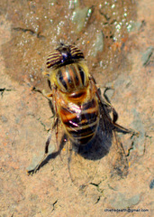 Eristalinus