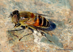 Eristalinus