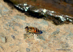 Eristalinus