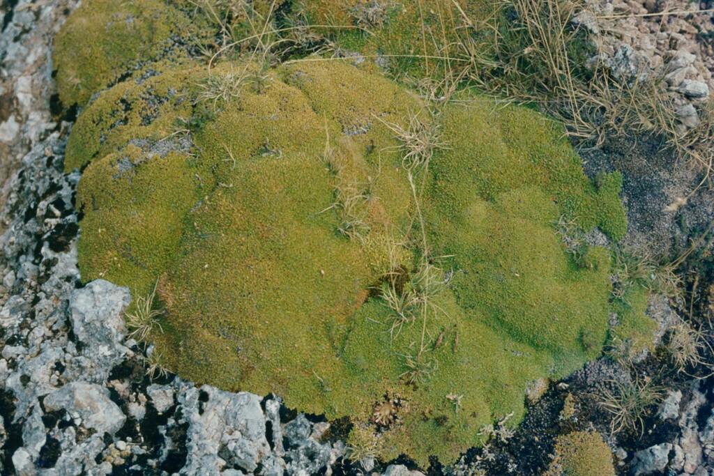 Mcneillia stellata