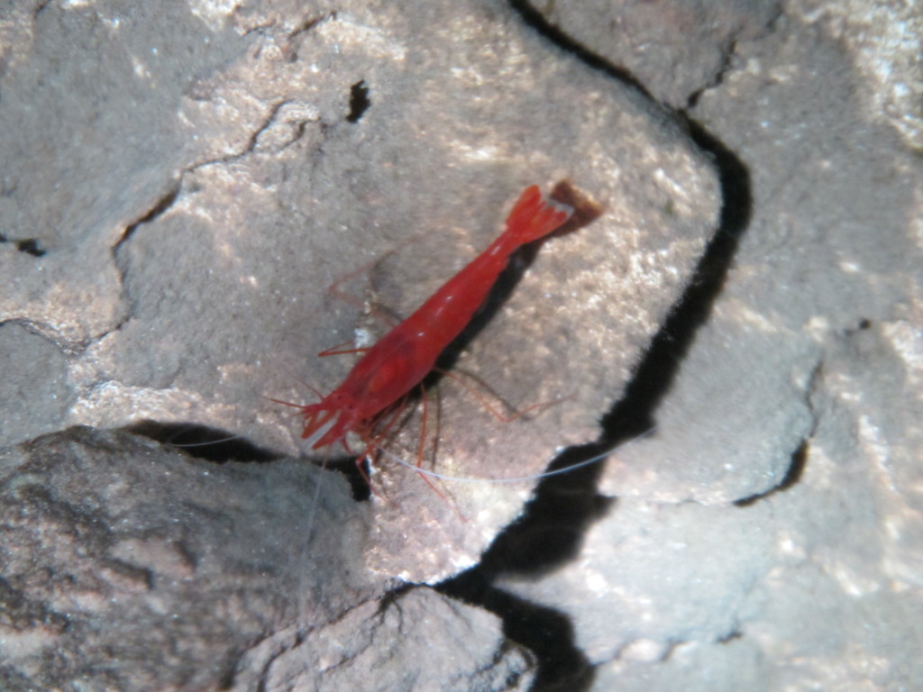 Cuban cave shrimp