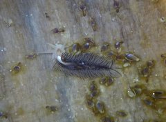 Fiona pinnata
