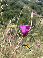 Clarkia rubicunda