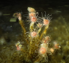 Ectopleura