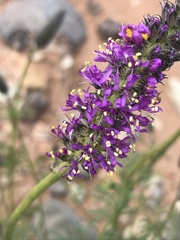 Dalea searlsiae