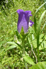 Campanula medium